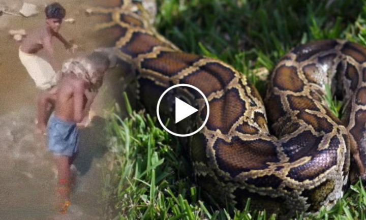 drunk man, Python, snake, social media, viral video Untitled 2022 11 12T172744.271 cleanup